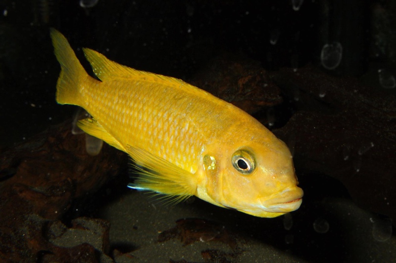 Maylandia phaeos 'Hai Reef'